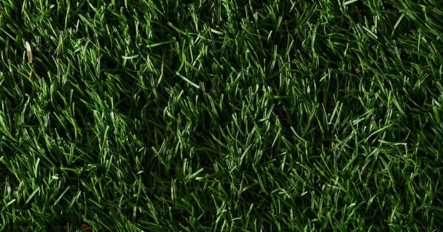 Green Grass Texture
